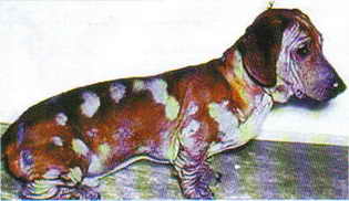 Гладкошерстная такса, пораженная Demodex canis
